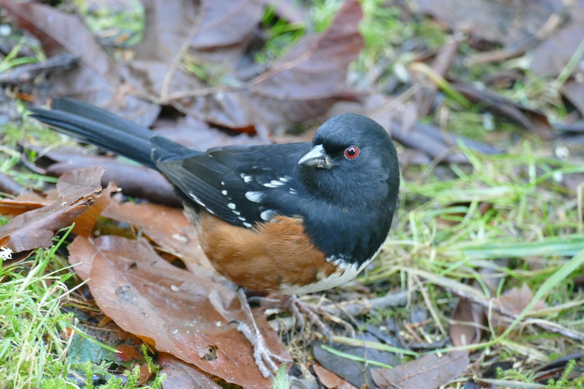 Spotted Towhee - ML647652237