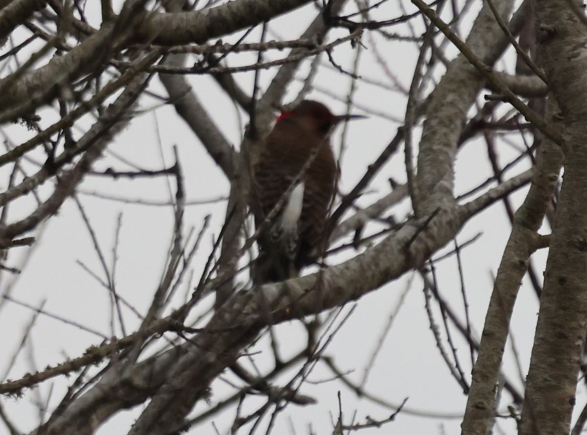 Northern Flicker - ML647652238