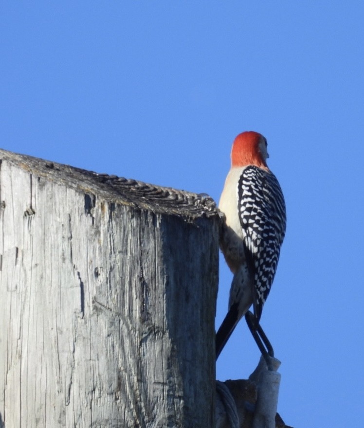 Red-bellied Woodpecker - ML647652239