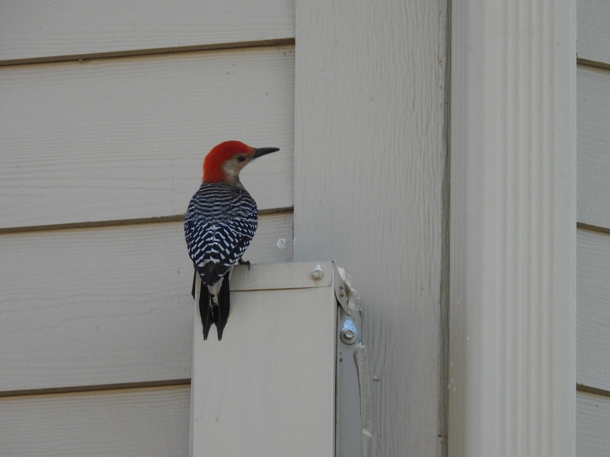 Red-bellied Woodpecker - ML647652240