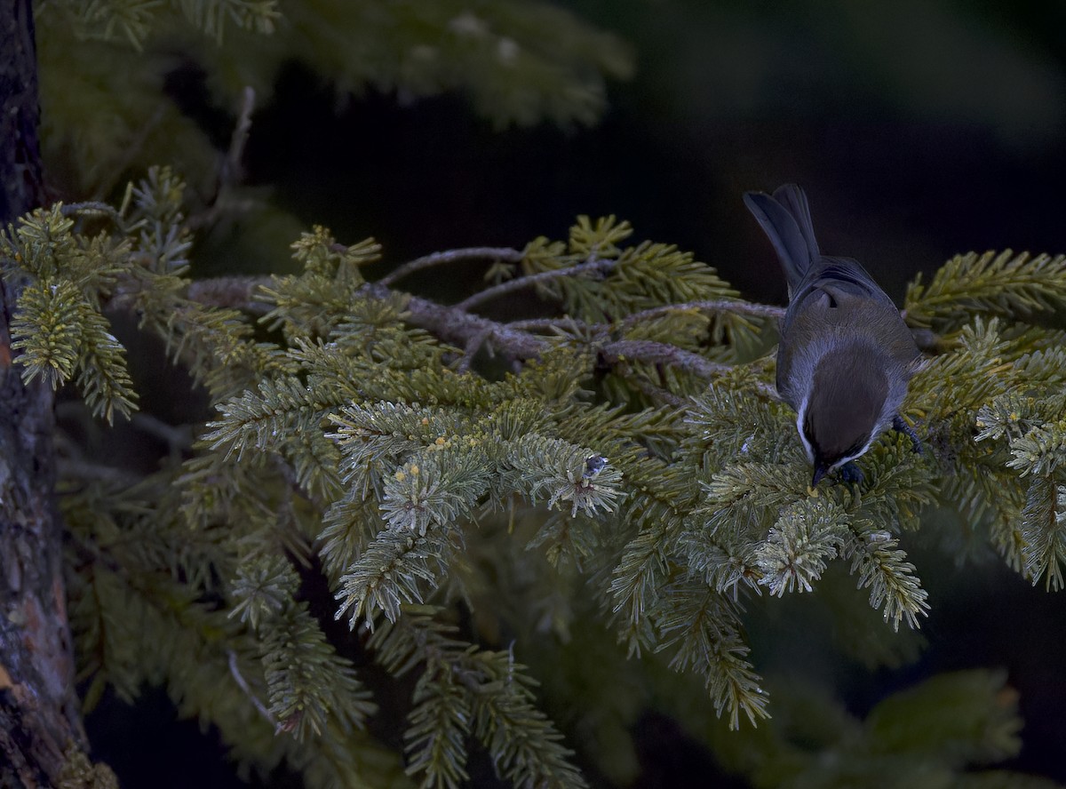 Boreal Chickadee - ML647652242