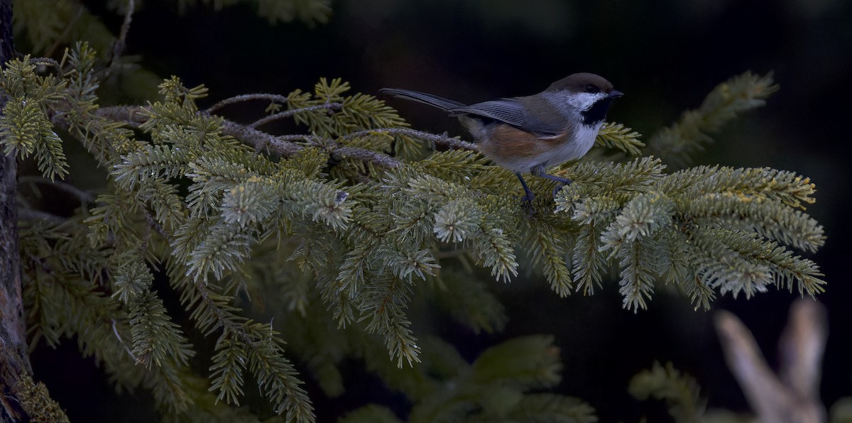 Boreal Chickadee - ML647652244
