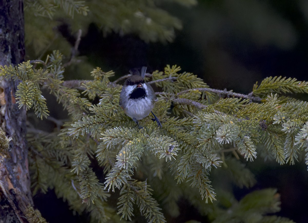Boreal Chickadee - ML647652245