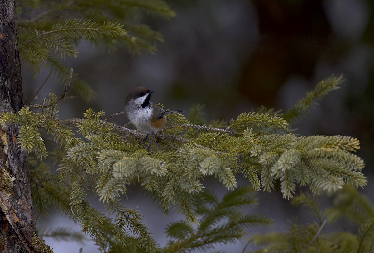 Boreal Chickadee - ML647652246