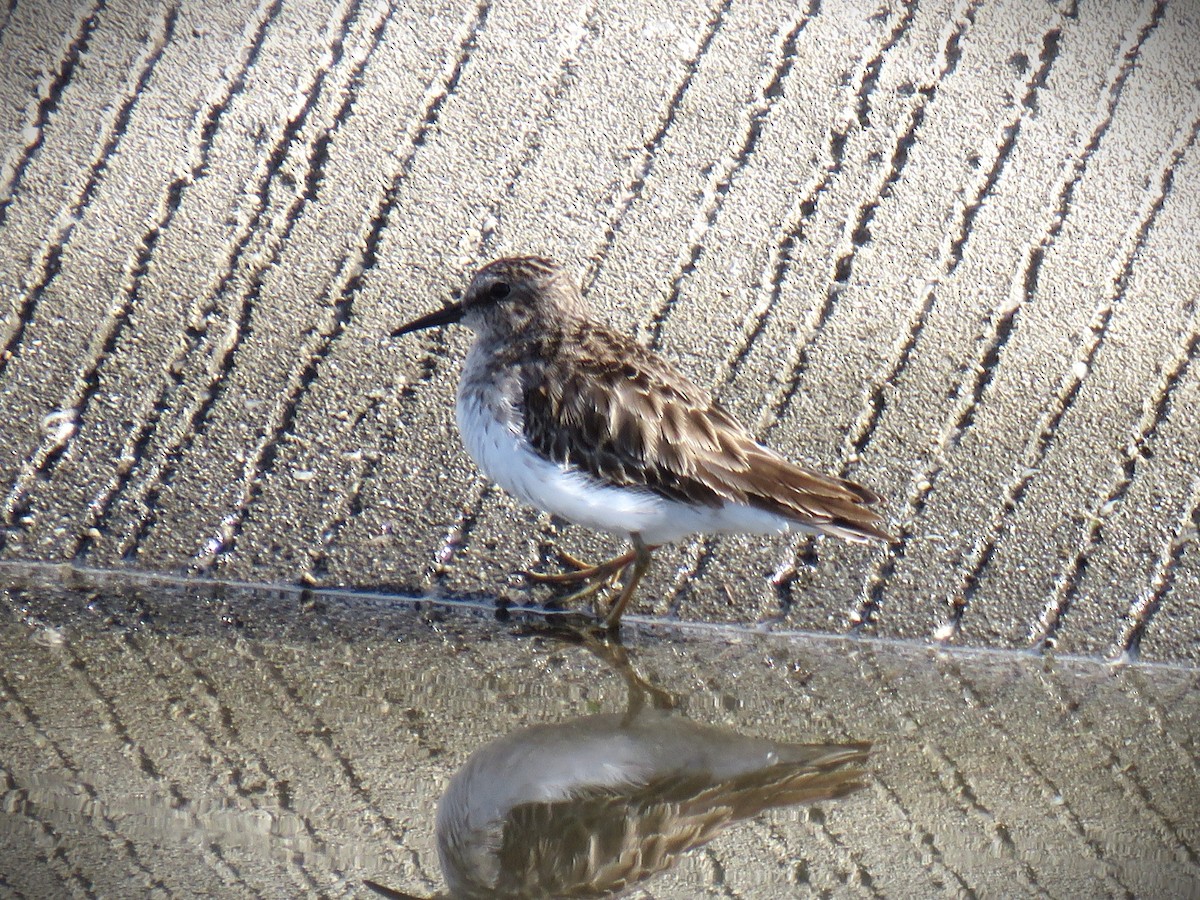 Least Sandpiper - ML647652248