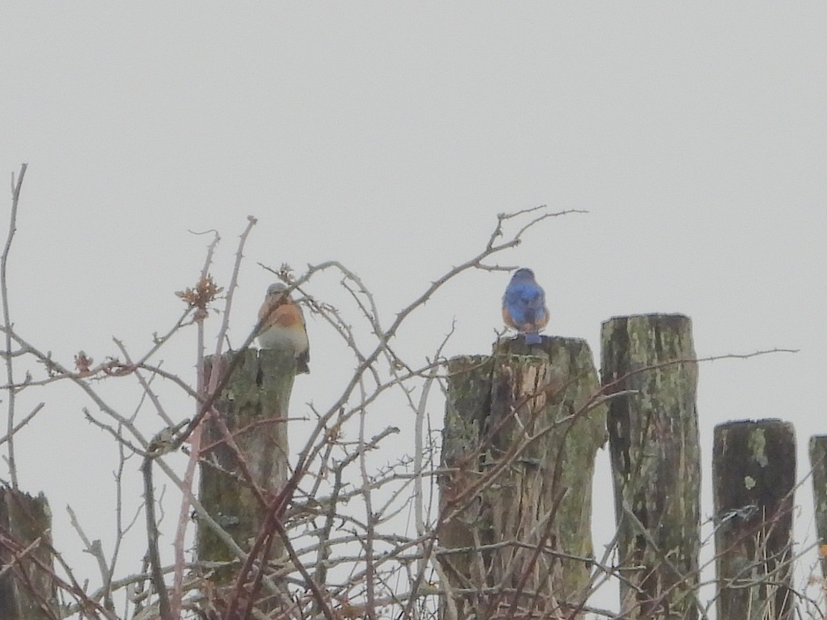 Eastern Bluebird - ML647652249