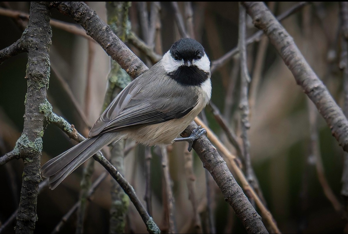Carolina Chickadee - ML647652250