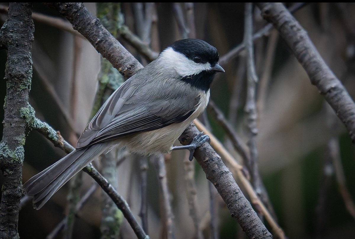 Carolina Chickadee - ML647652251