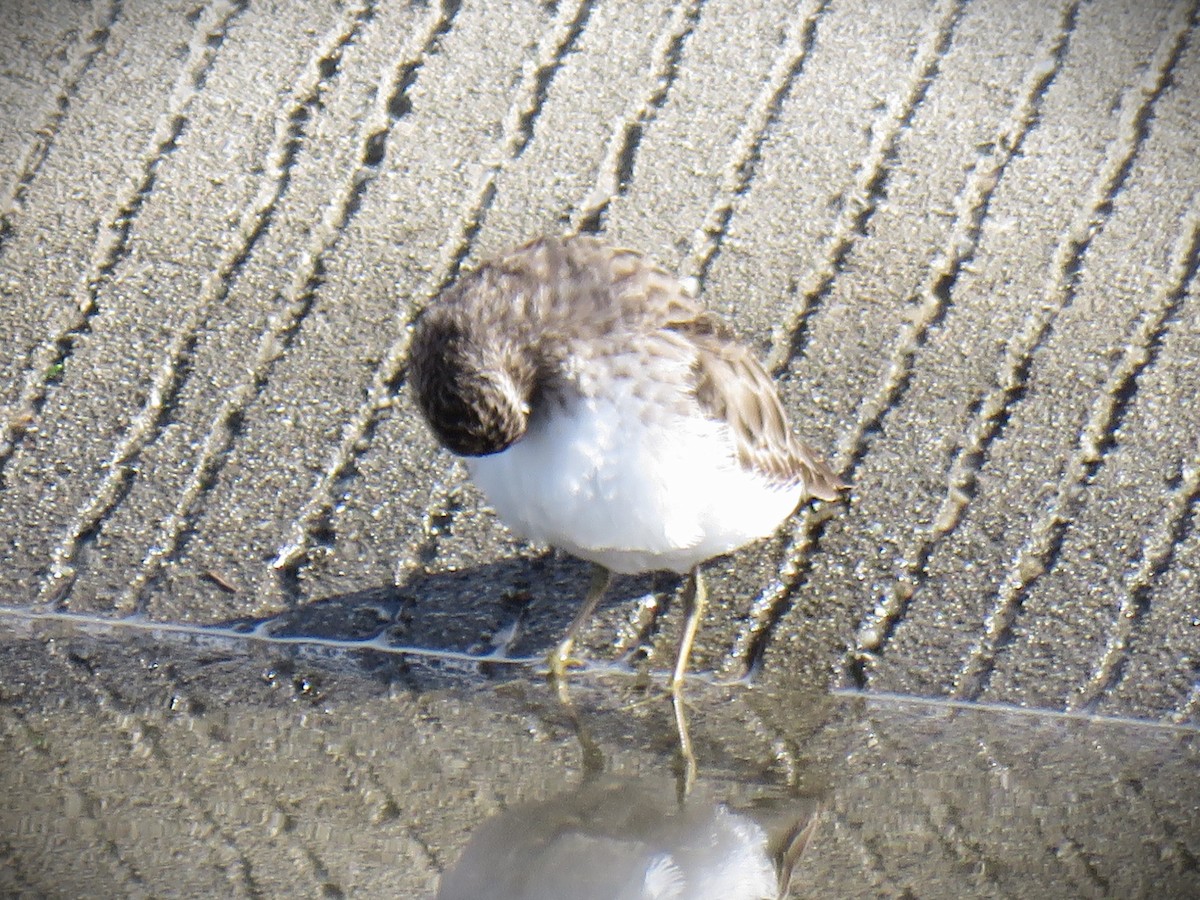 Least Sandpiper - ML647652252