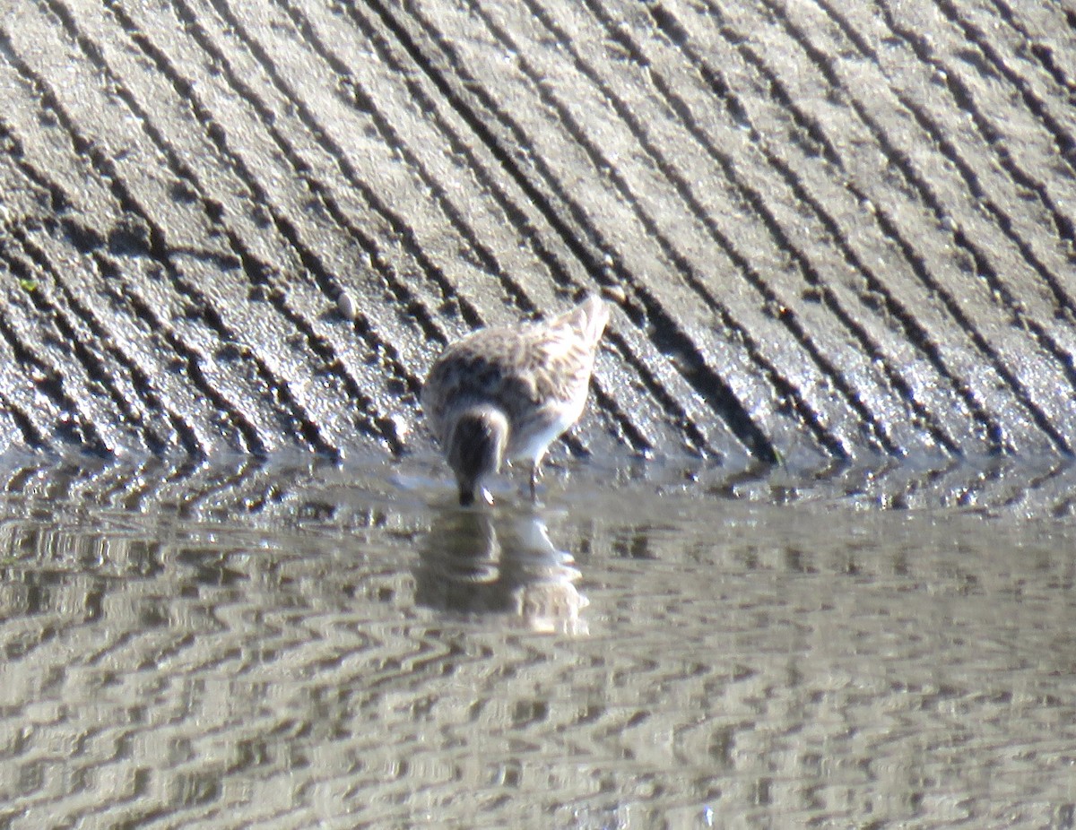 Least Sandpiper - ML647652253