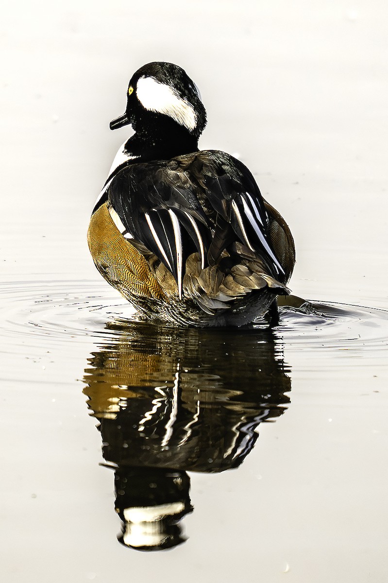 Hooded Merganser - ML647652254
