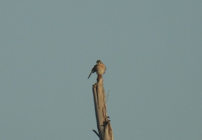 American Kestrel - ML647652255