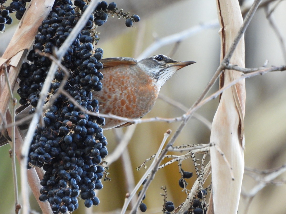 American Robin - ML647652256