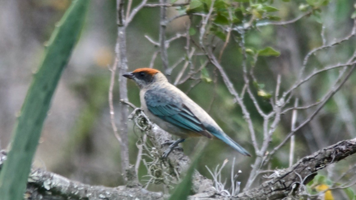 Scrub Tanager - ML647652257