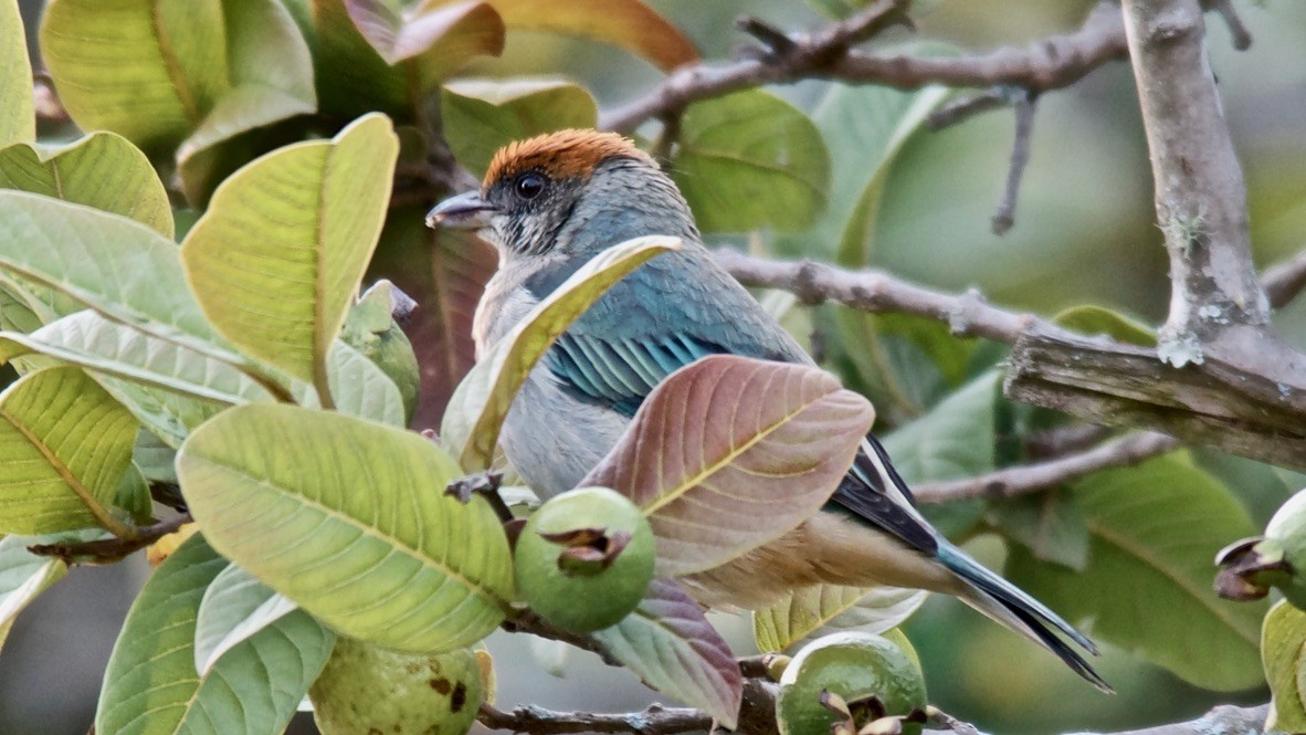 Scrub Tanager - ML647652258