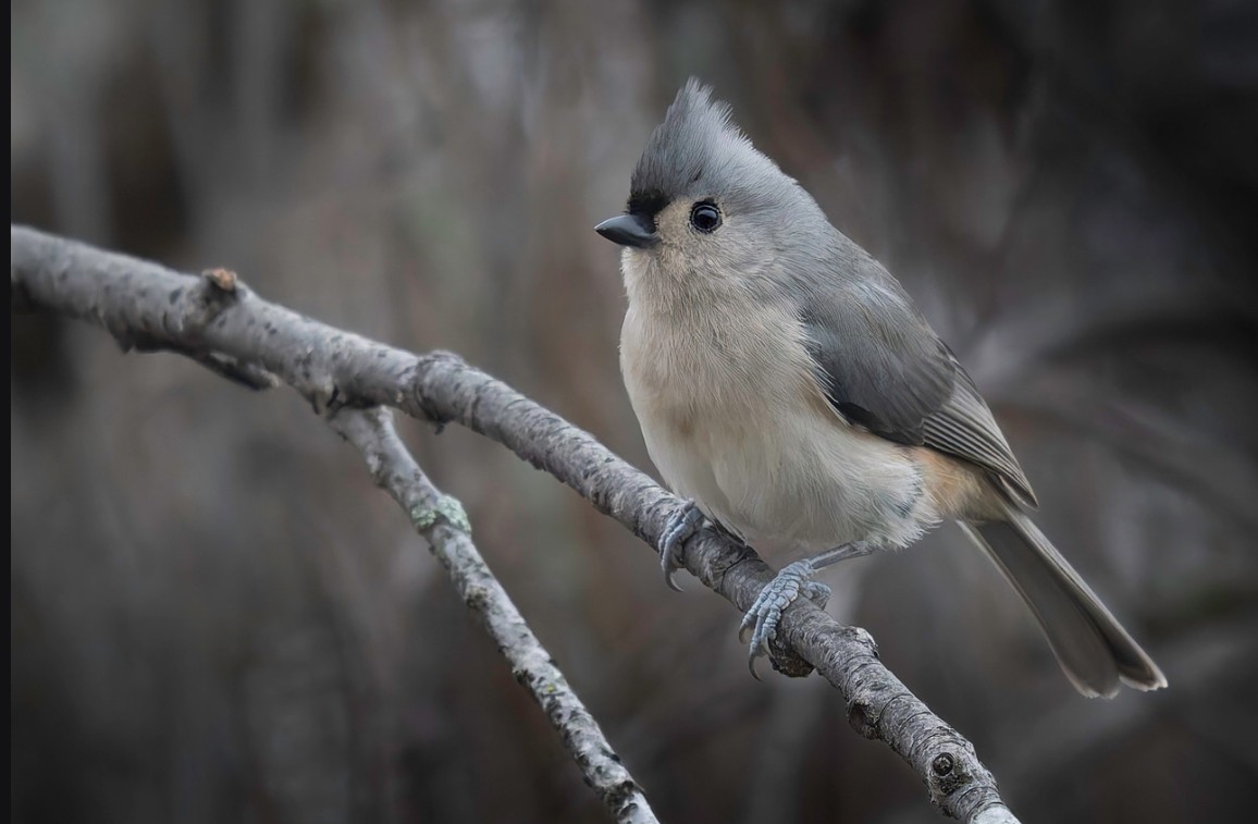 Tufted Titmouse - ML647652260
