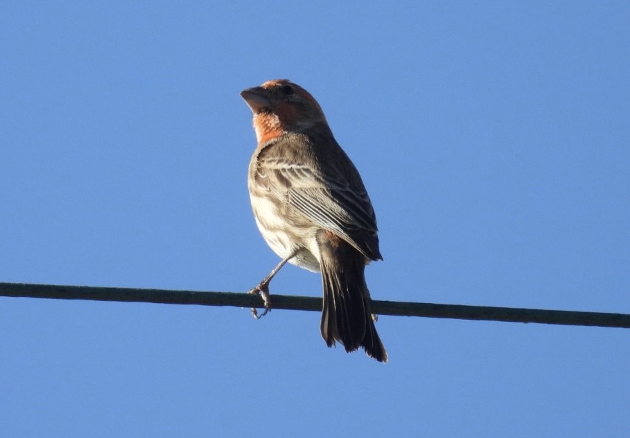 Чечевиця садова - ML647652264