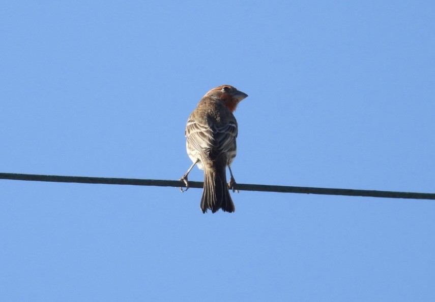 Чечевиця садова - ML647652265