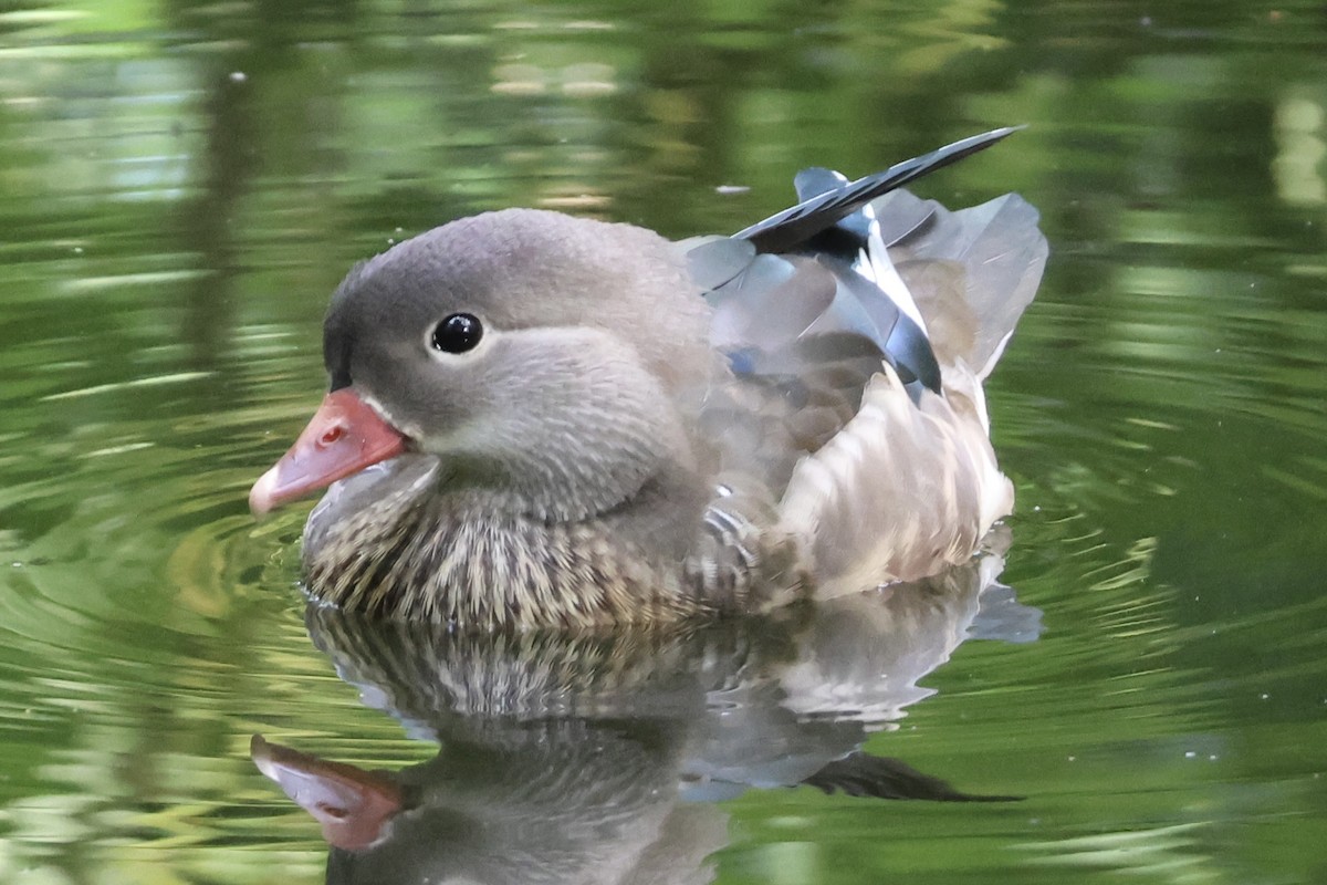 Mandarin Duck - ML647652267