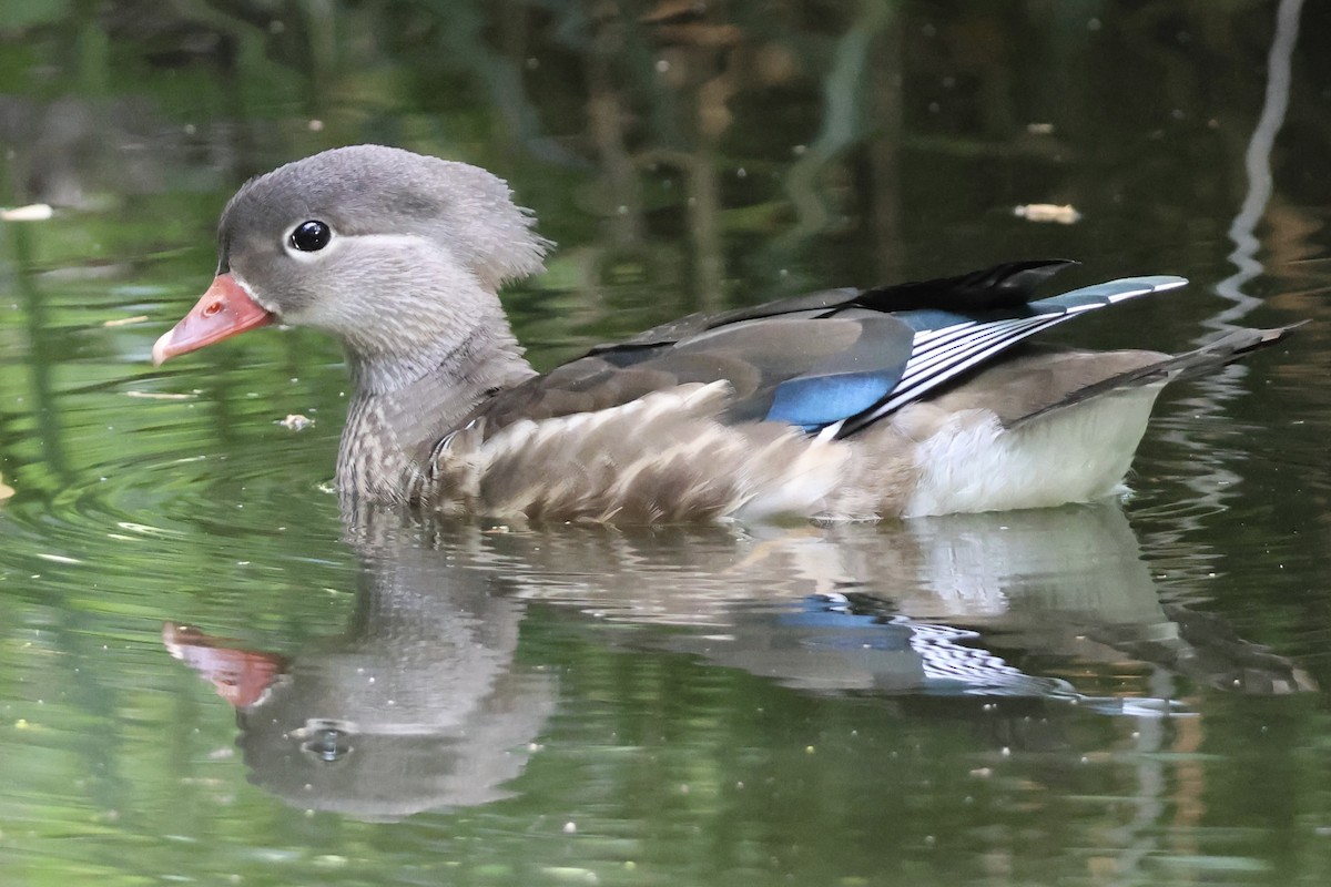 Mandarin Duck - ML647652268