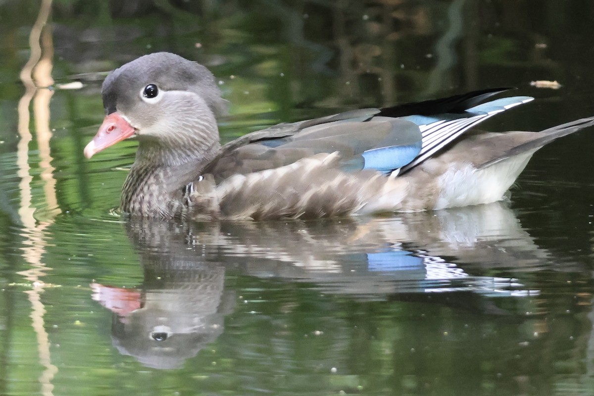 Mandarin Duck - ML647652269