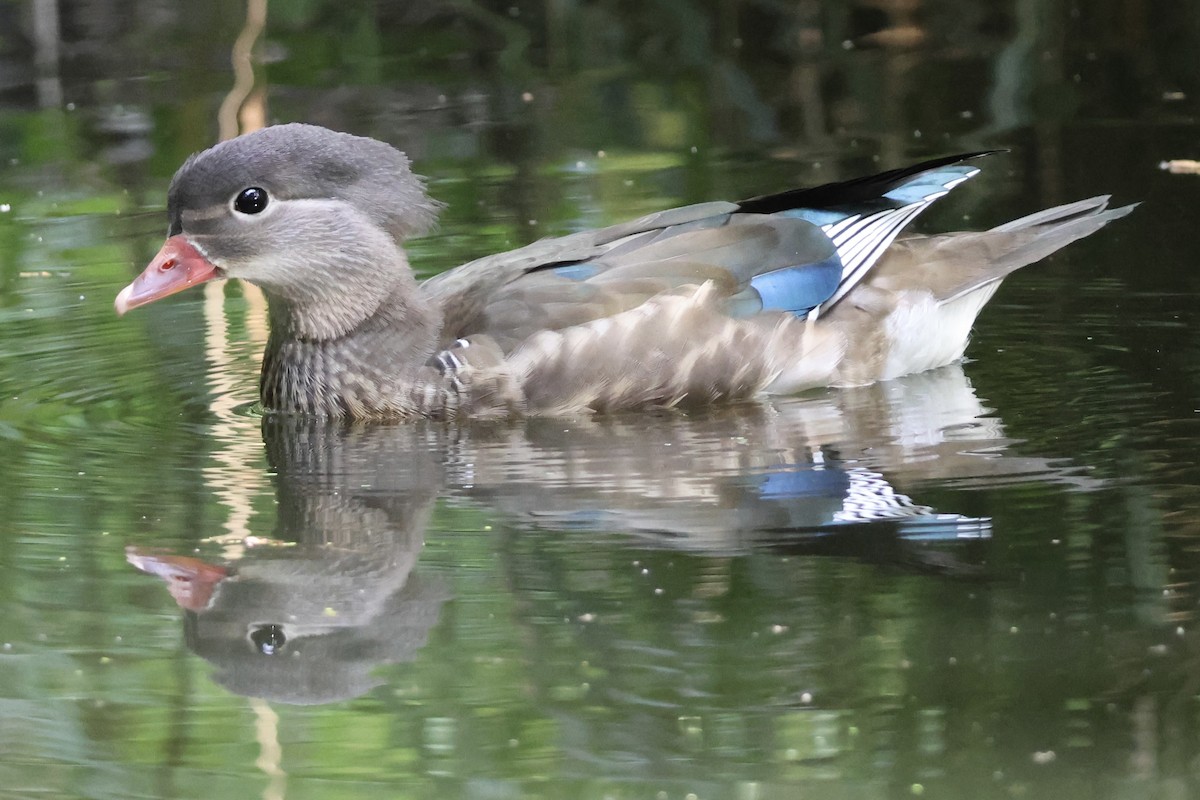 Mandarin Duck - ML647652270