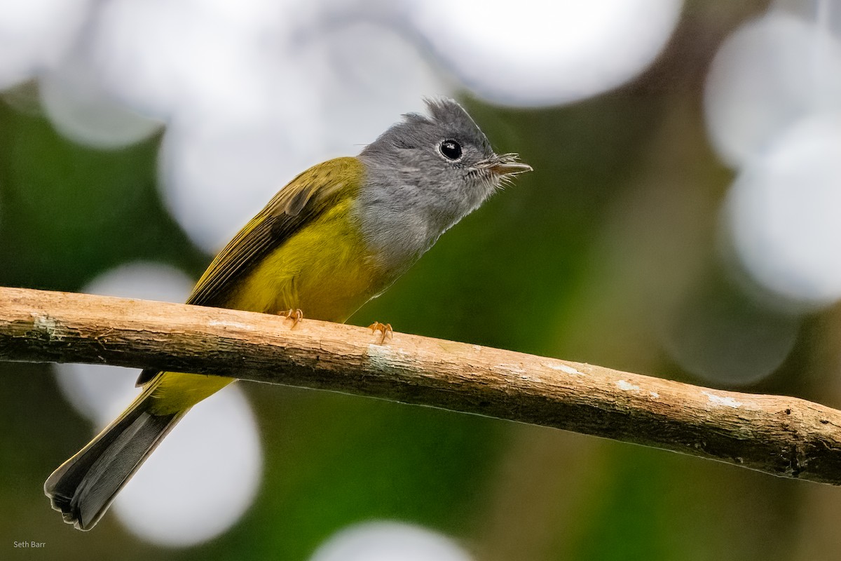 Gray-headed Canary-Flycatcher - ML647652285
