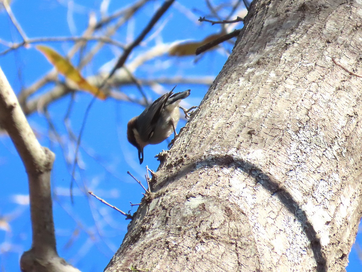 Sittelle à tête brune - ML647652297