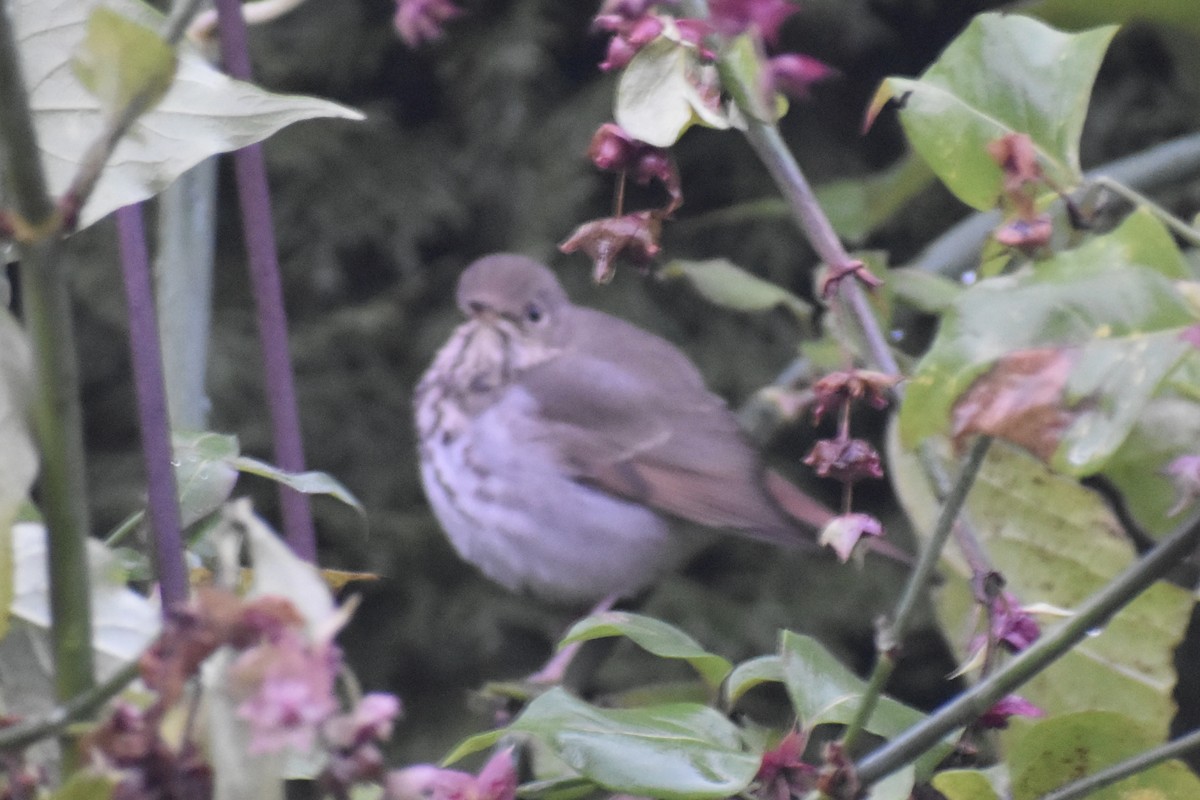 Дрозд-отшельник - ML647652311