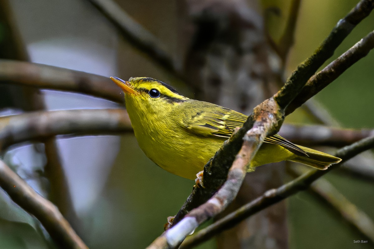 Желтогрудая пеночка - ML647652315