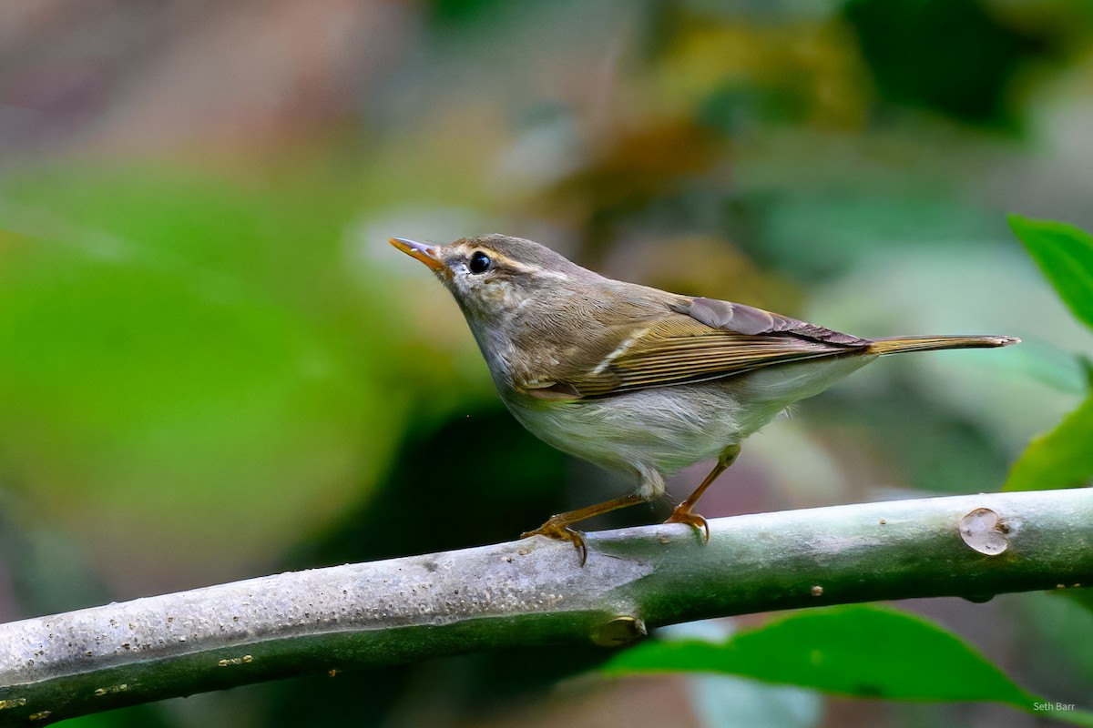 Двухполосая пеночка - ML647652328