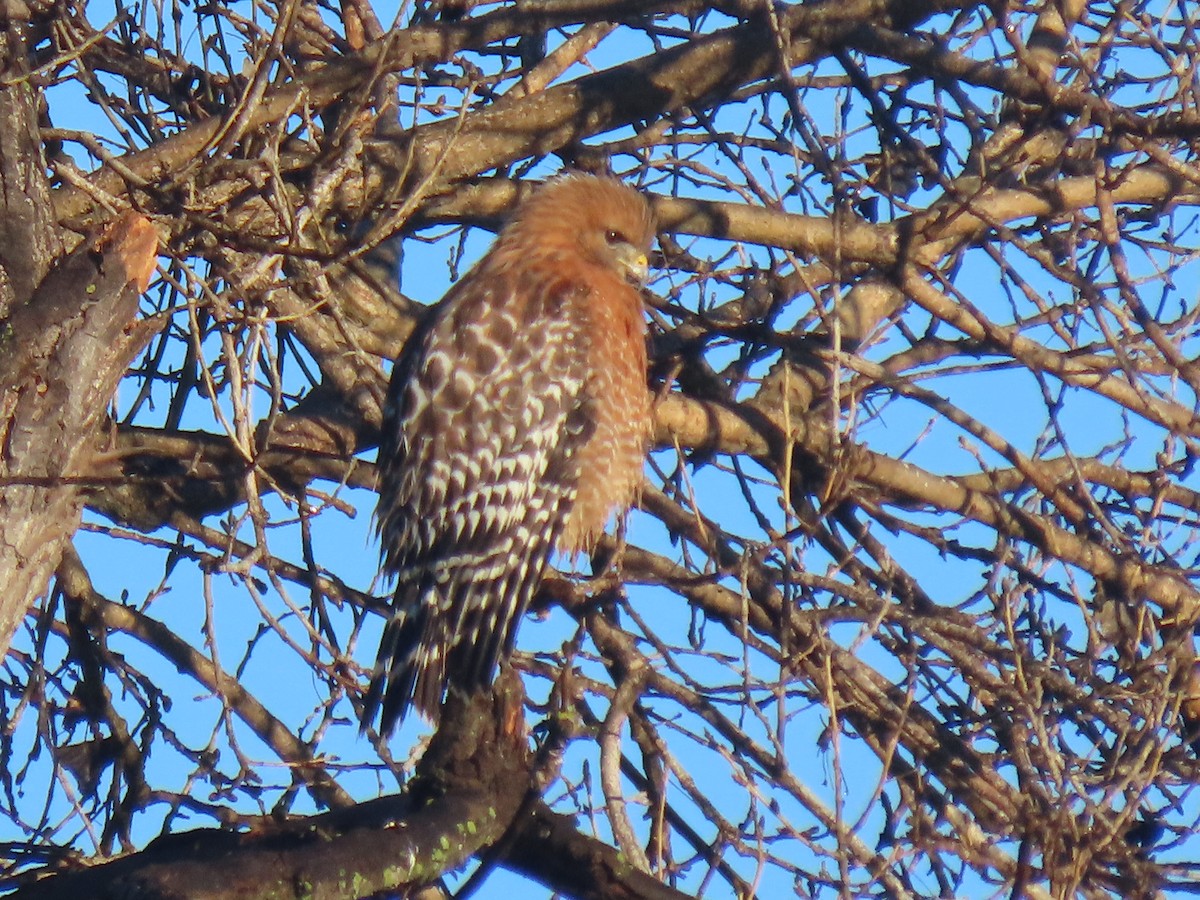 Красноплечий канюк - ML647652333