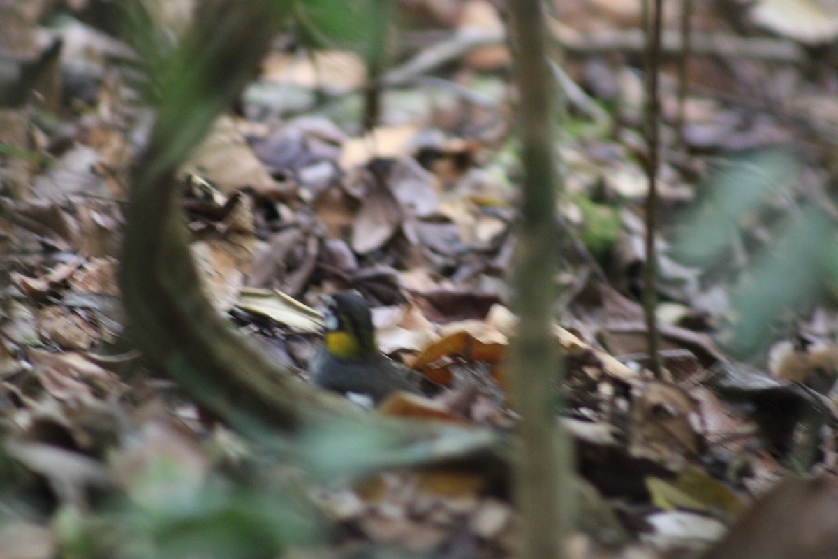 White-eared Ground-Sparrow - ML647652339