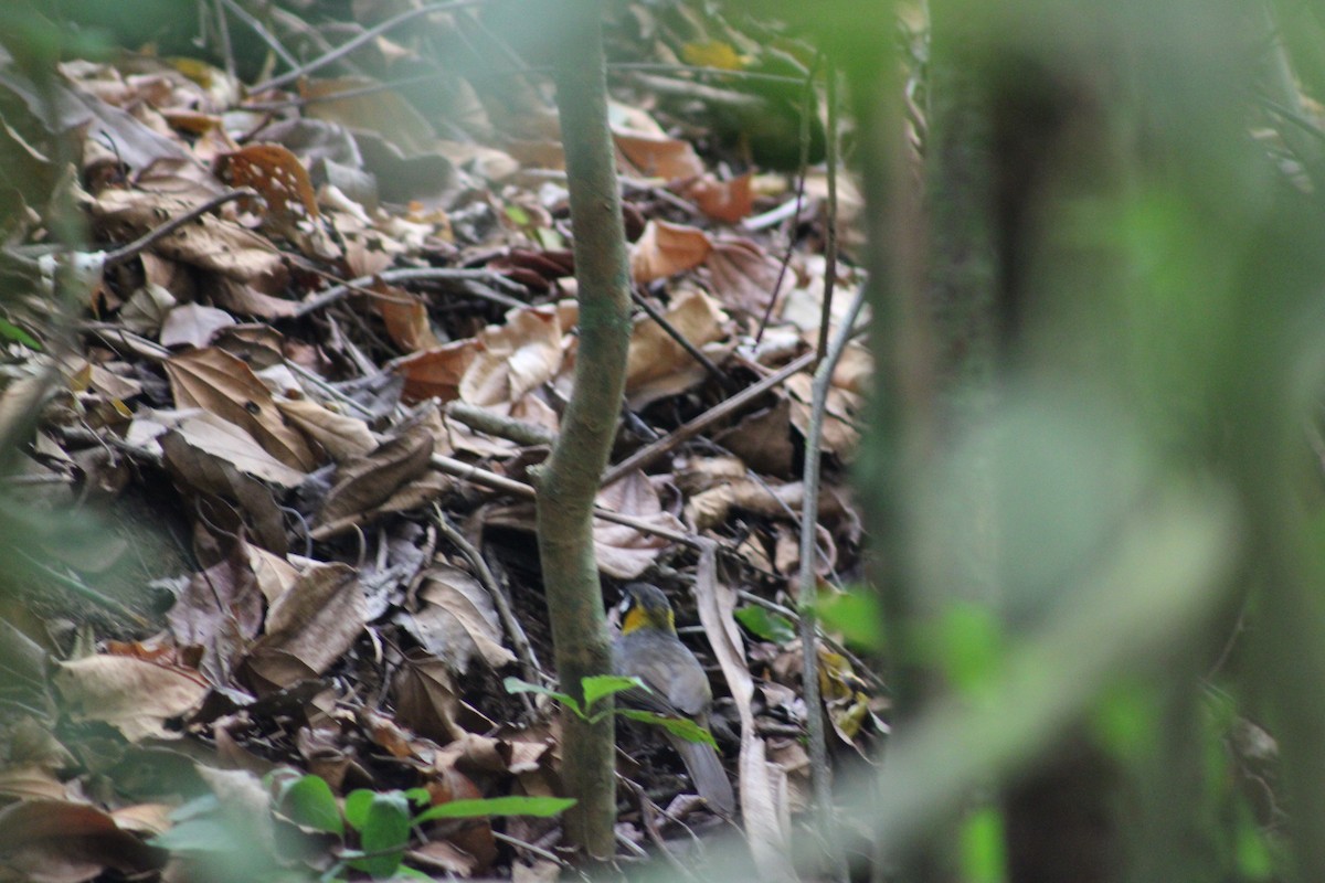 White-eared Ground-Sparrow - ML647652340