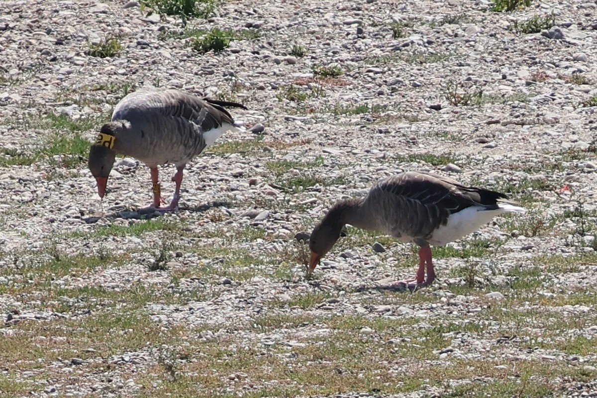 Graylag Goose - ML647652341