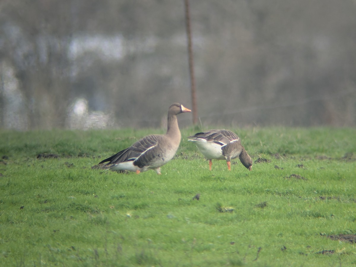 Белолобый гусь - ML647652344