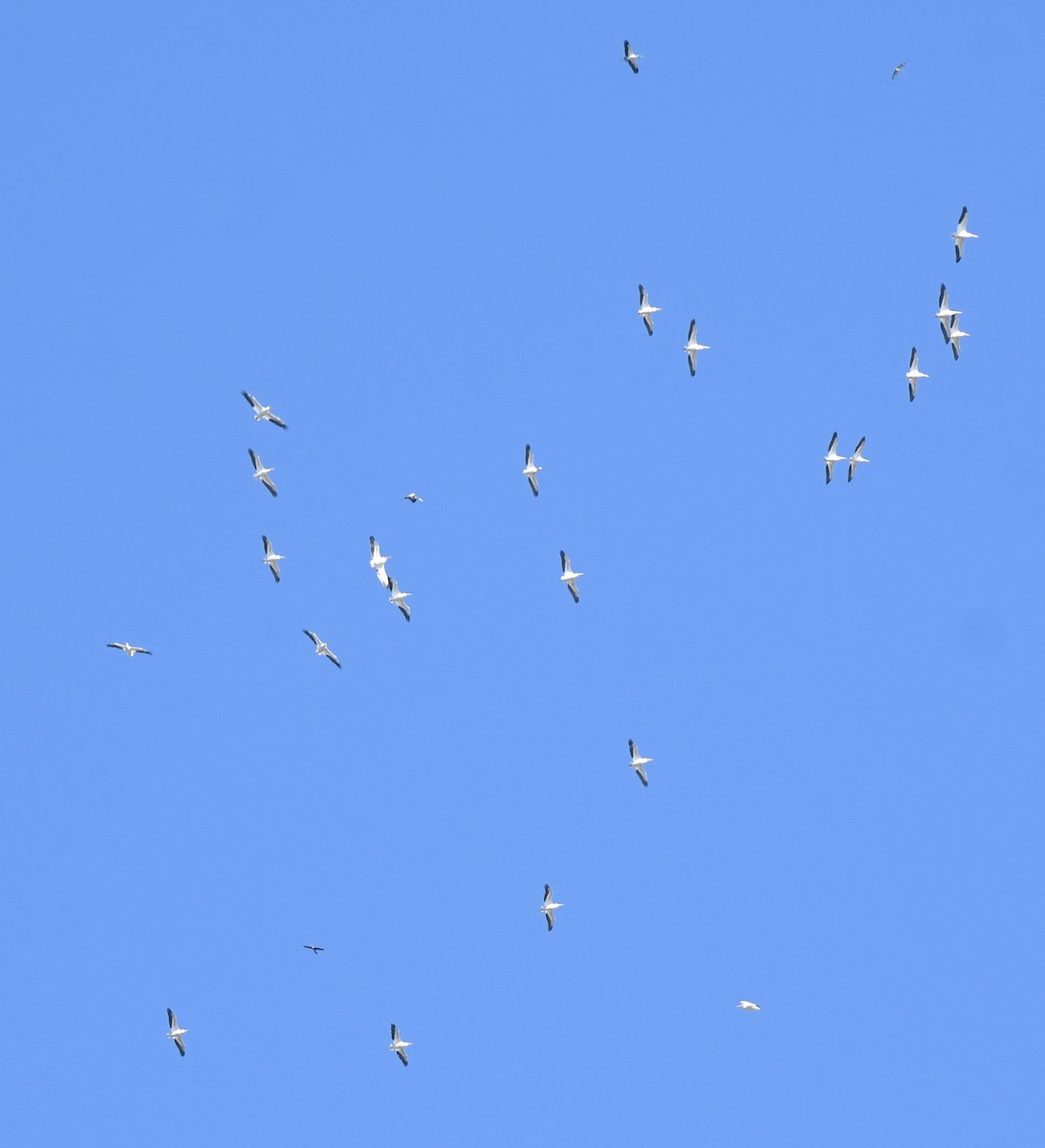 Пеликан-носорог - ML647652345