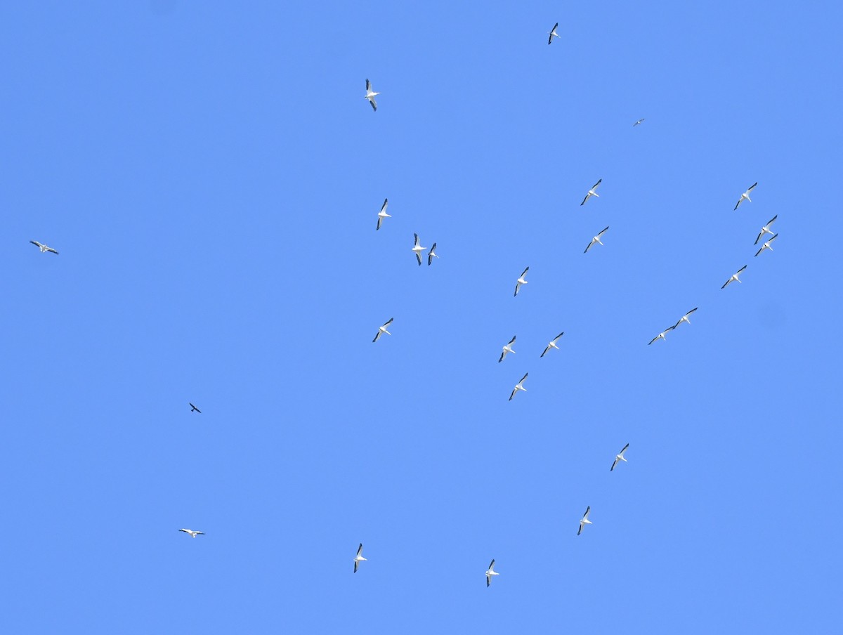 Пеликан-носорог - ML647652346