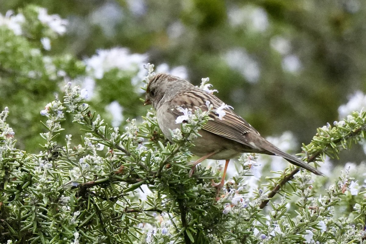 Чернобровая овсянка - ML647652347