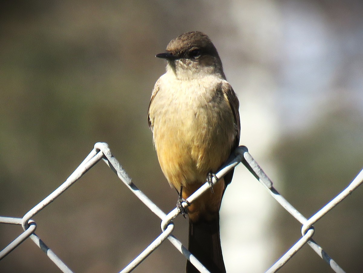 Рыжебрюхий фиби - ML647652348