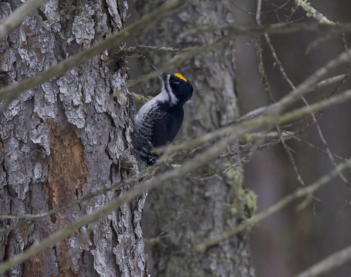 Черноспинный трёхпалый дятел - ML647652350