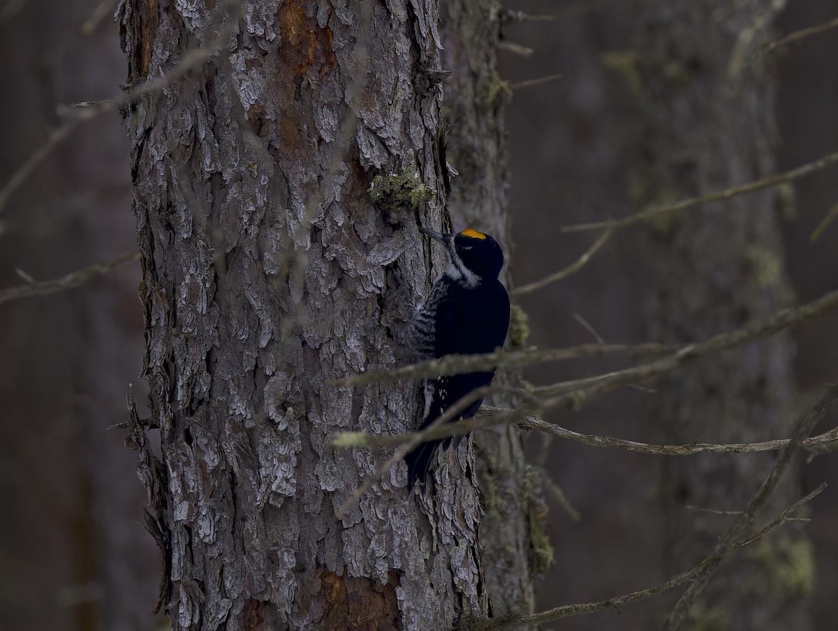Черноспинный трёхпалый дятел - ML647652351