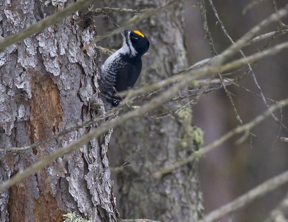Черноспинный трёхпалый дятел - ML647652352