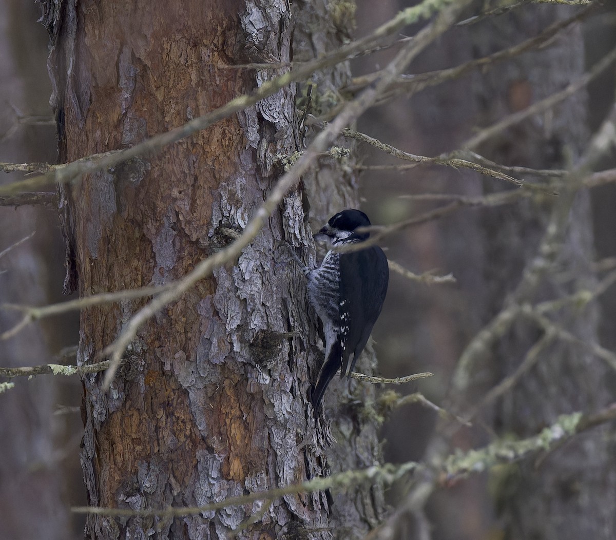 Черноспинный трёхпалый дятел - ML647652353