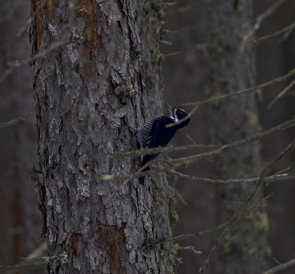 Черноспинный трёхпалый дятел - ML647652354