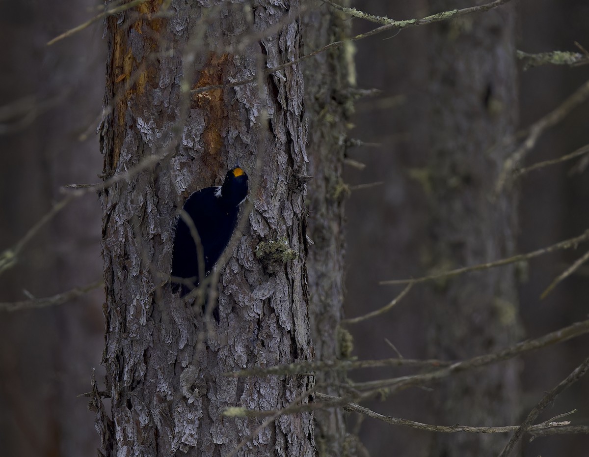 Черноспинный трёхпалый дятел - ML647652355