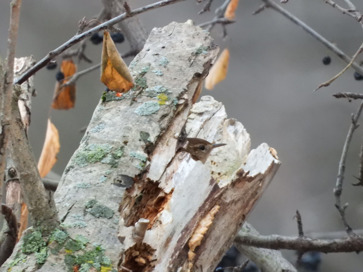 Американский крапивник - ML647652356