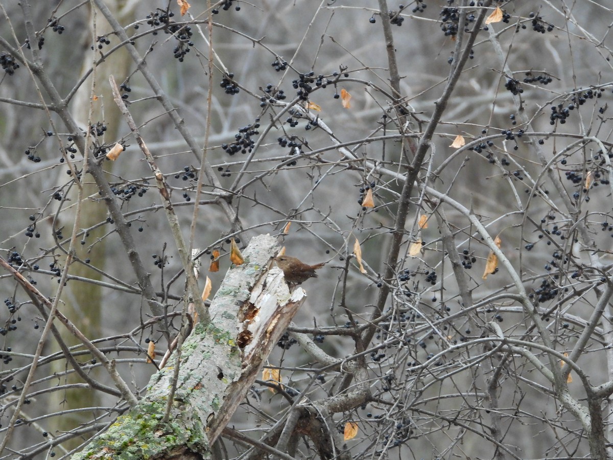 Американский крапивник - ML647652357