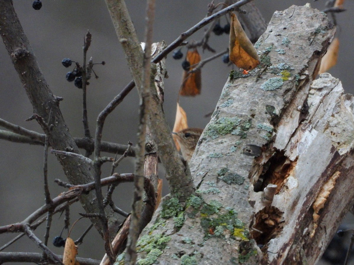 Американский крапивник - ML647652358