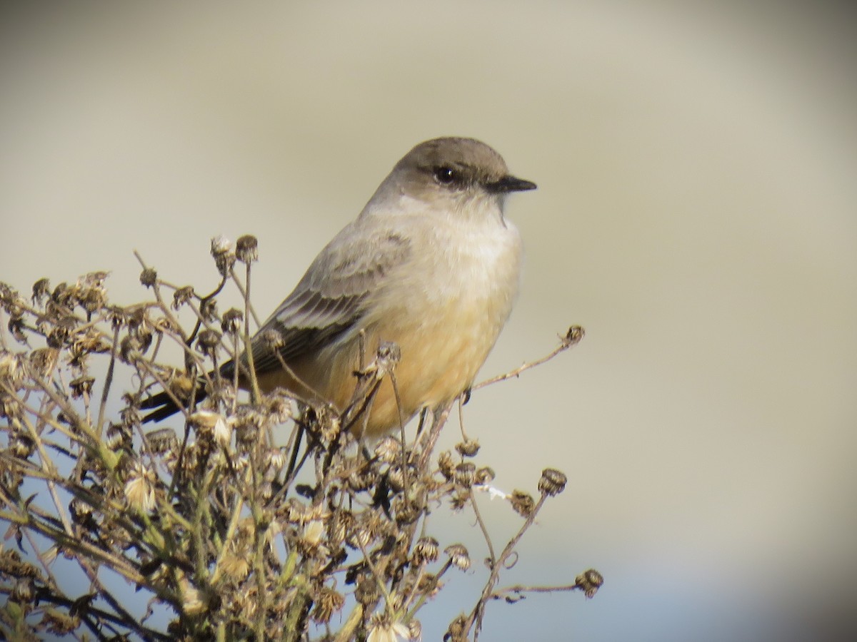 Рыжебрюхий фиби - ML647652359